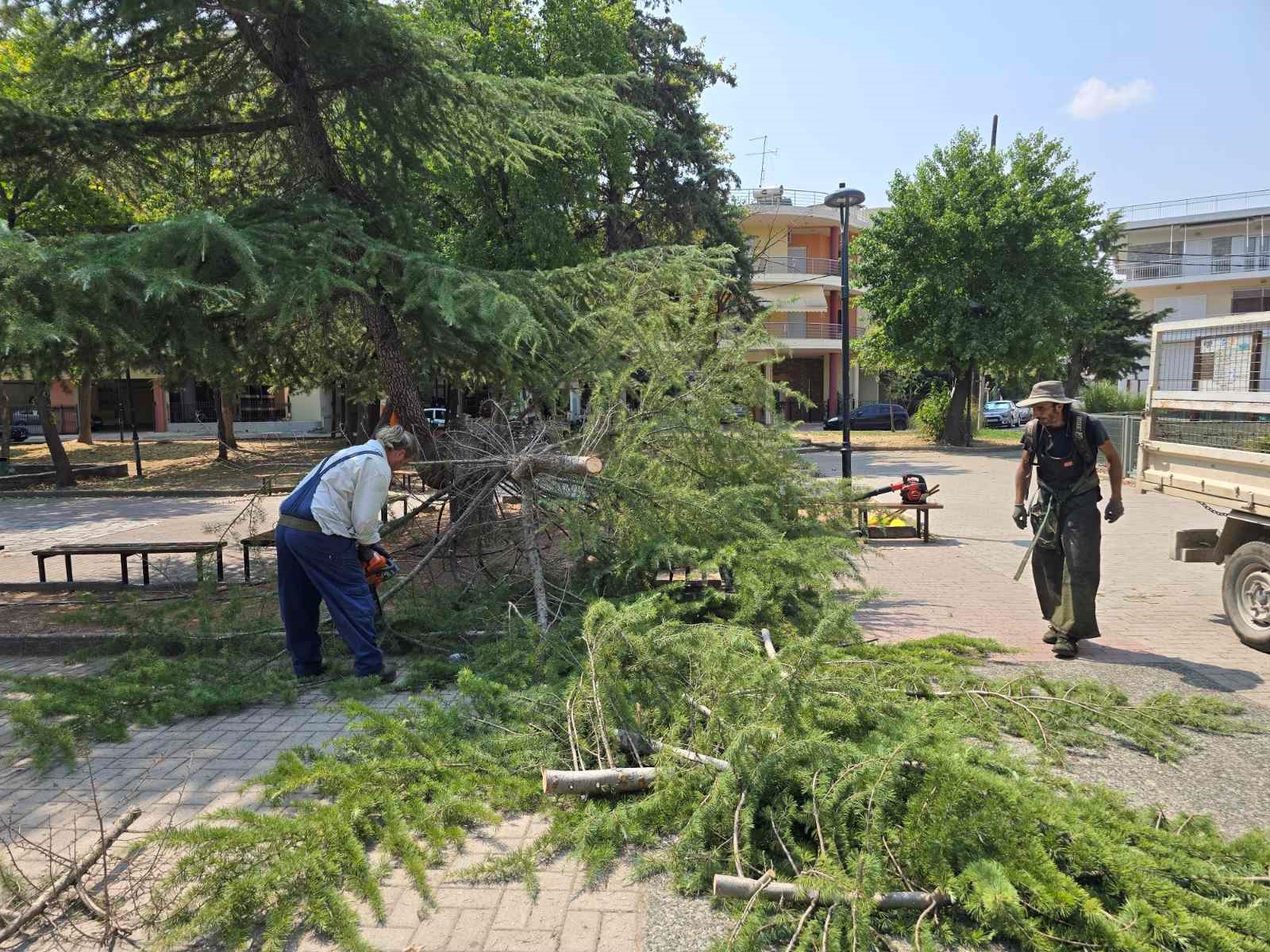 Λάρισα: Πτώση δέντρου στην πλατεία Χαραυγής 