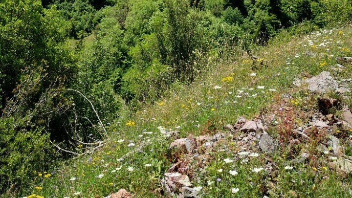Η αξία και η προοπτική ανάπτυξης των ελληνικών λιβαδιών