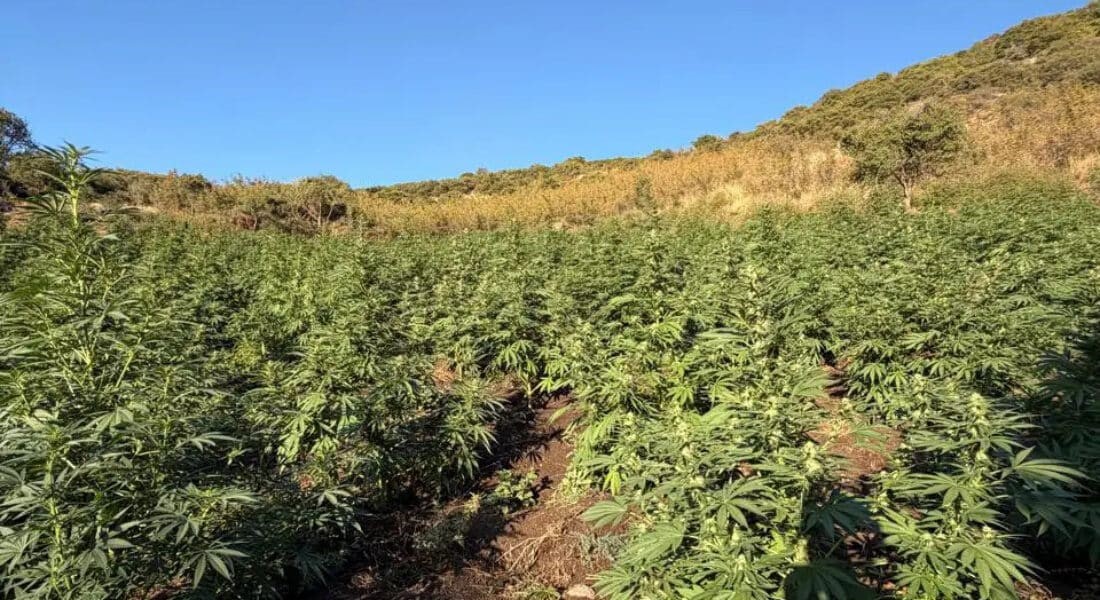 Εντοπίστηκε φυτεία με 812 δενδρύλλια κάνναβης