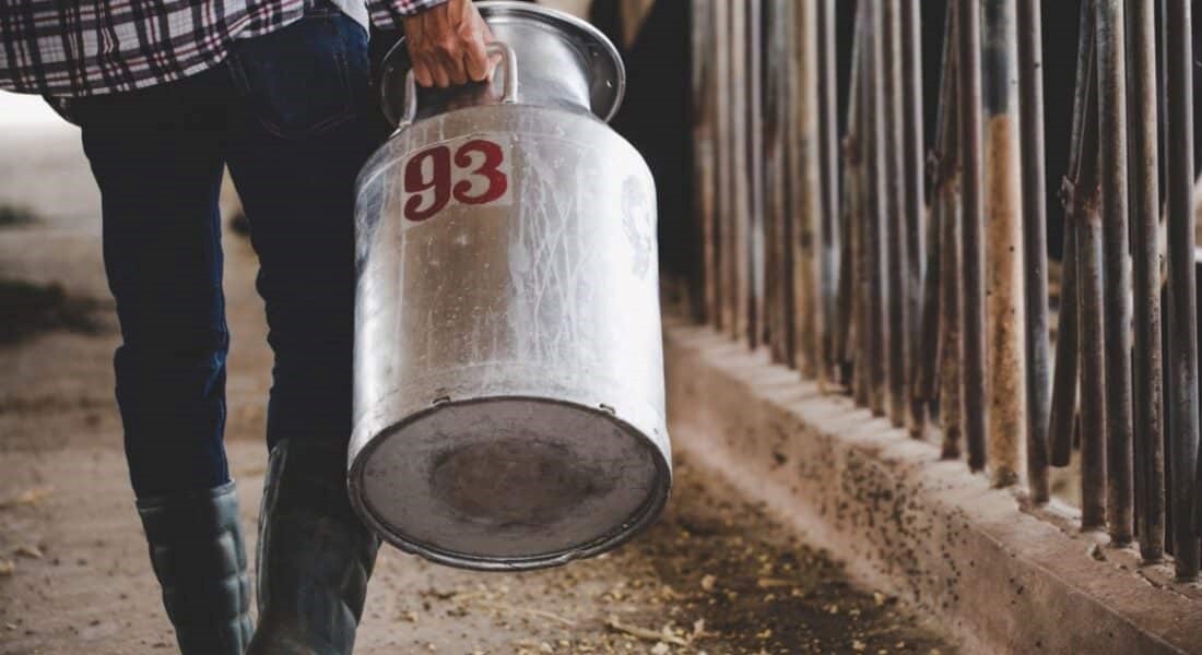 Μειώθηκε κατά 12% η παραγωγή πρόβειου γάλακτος