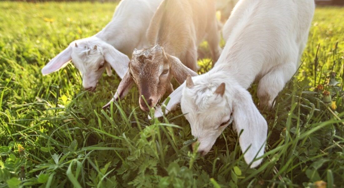 620.000 ευρώ για μέτρα βιοασφάλειας κατά της ευλογιάς