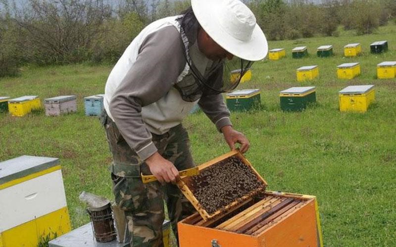Χρηματοδοτική στήριξη στους μελισσοκόμους