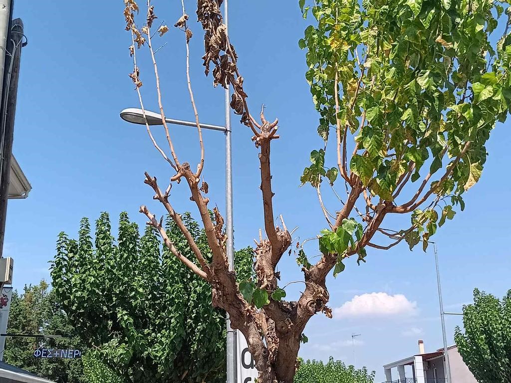 Αμεσα μέτρα για το «σκαθάρι της μουριάς» στα Τρίκαλα