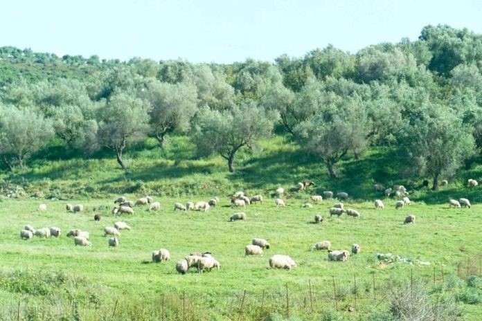 Φάμπρικα συγγενών τα 10 άτομα που ελέγχονται στη Θεσσαλία