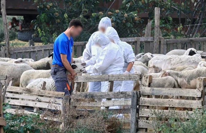 Νέο κρούσμα ευλογιάς σε κτηνοτροφική μονάδα