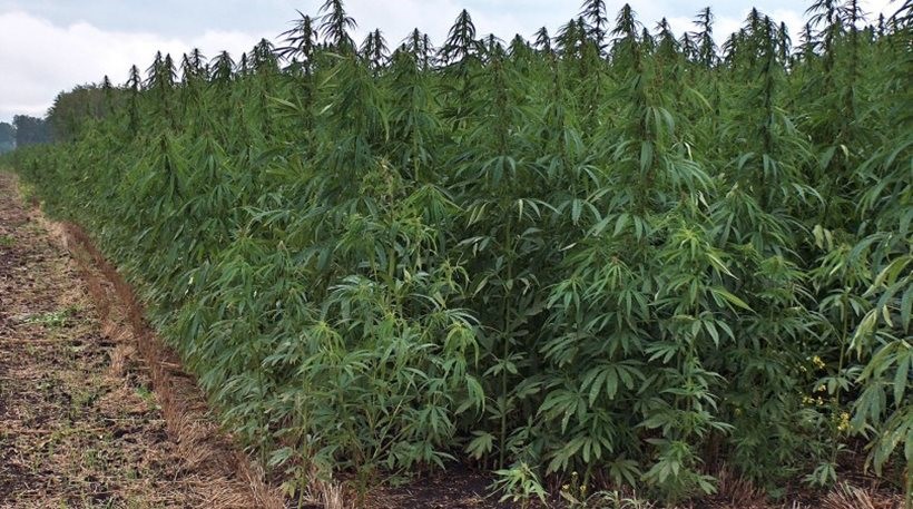 Από έγκλειστο φυλακών η "καρφωτή" για τη χασισοφυτεία