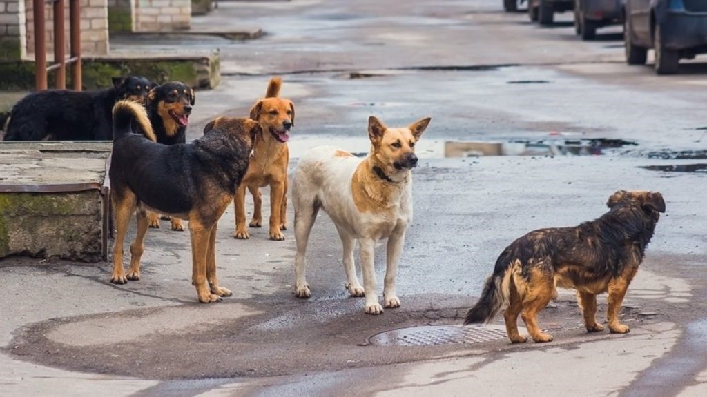 Kαταγράφηκαν 1.615 αδέσποτα σκυλιά και 2.000 γάτες
