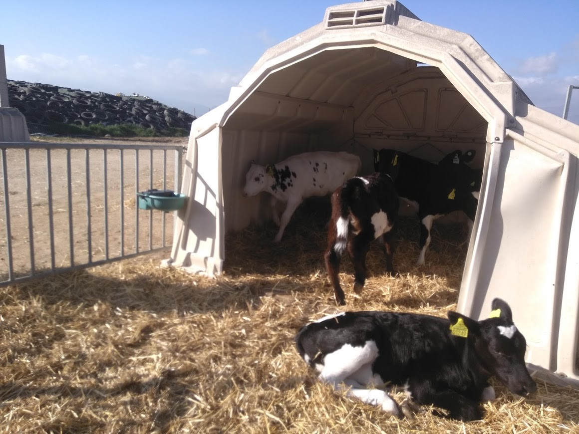 Πνίγονται στην απόγνωση οι αγελαδοκτηνοτρόφοι