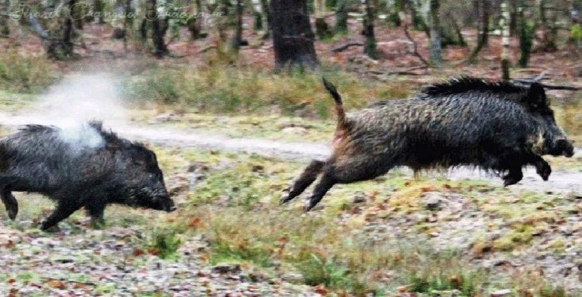Τροχαίο με κοπάδι αγριογούρουνων στα Δελέρια