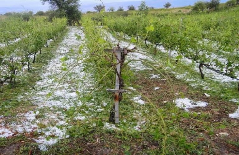 Τροπολογία στήριξης για πληγέντες παραγωγούς του Ιουλίου