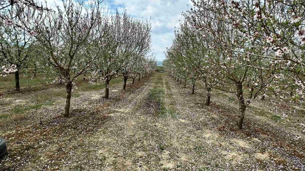 Παγετός “χτύπησε” τις καλλιέργειες αμυγδαλιάς