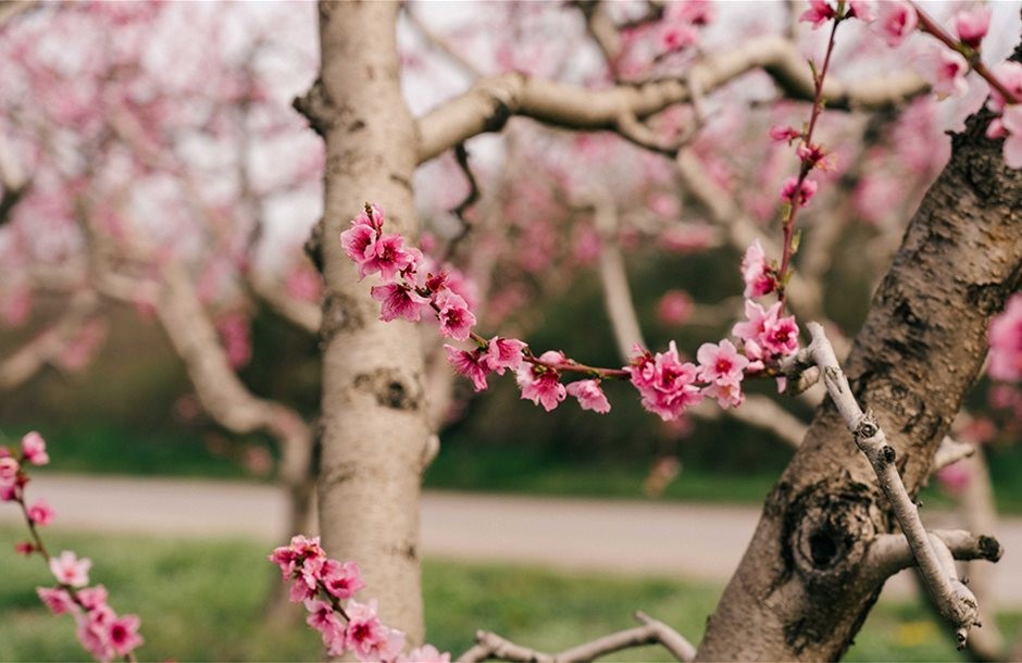 Κλείδωσε από τον ΕΛΓΑ πληρωμή 70 εκατ. ευρώ