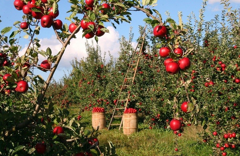 Eνίσχυση 4 εκατ. ευρώ στους μηλοπαραγωγούς της Αγιάς