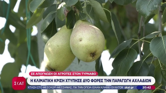Η κλιματική κρίση χτύπησε δύο φορές την παραγωγή αχλαδιών 