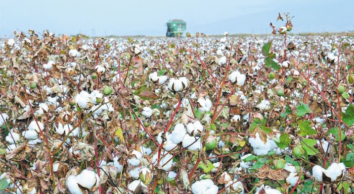 Στο επίκεντρο η επόμενη ημέρα του βαμβακιού 