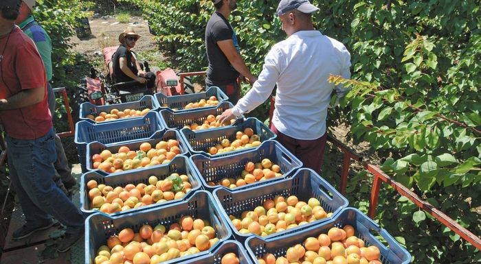 Τέμπη: Ολοκληρώθηκε η συγκομιδή βερίκοκου