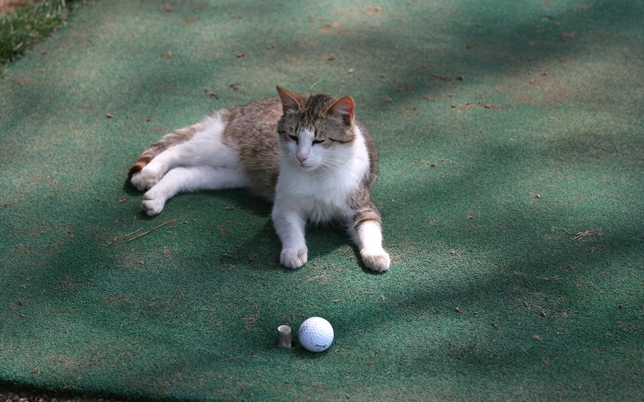 Χιλιάδες γάτες νεκρές από covid