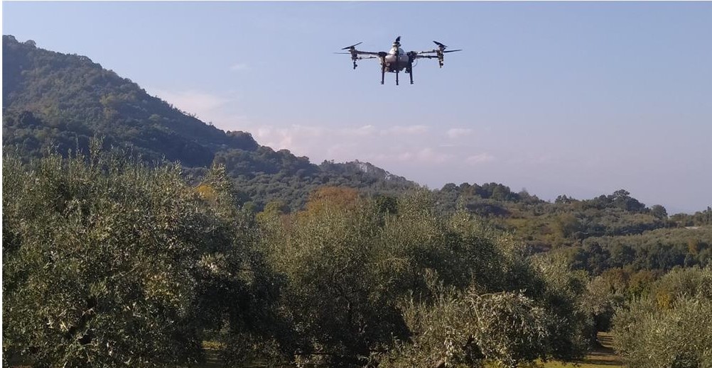 Mε drones οι ψεκασμοί κατά του δάκου στη Θεσσαλία