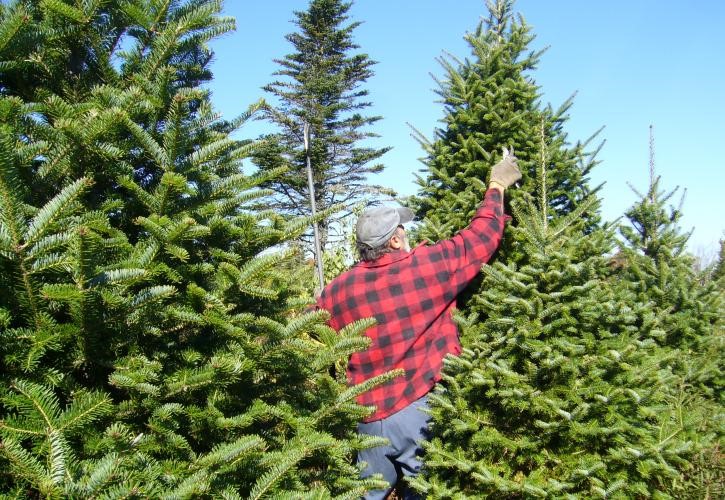 Η κρίση έχει χτυπήσει και την αγορά ελάτων