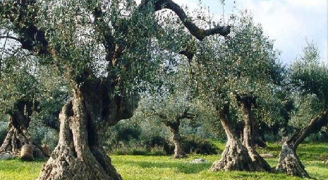 Εργατικά χέρια μετ’ εμποδίων για τους αγρότες