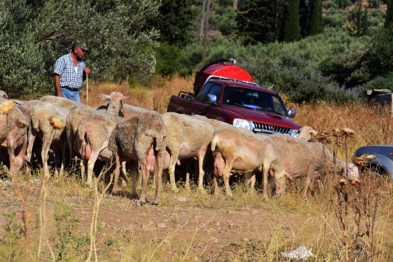 Δεκαήμερο κλείσιμο των σφαγείων για τα αιγοπρόβατα 