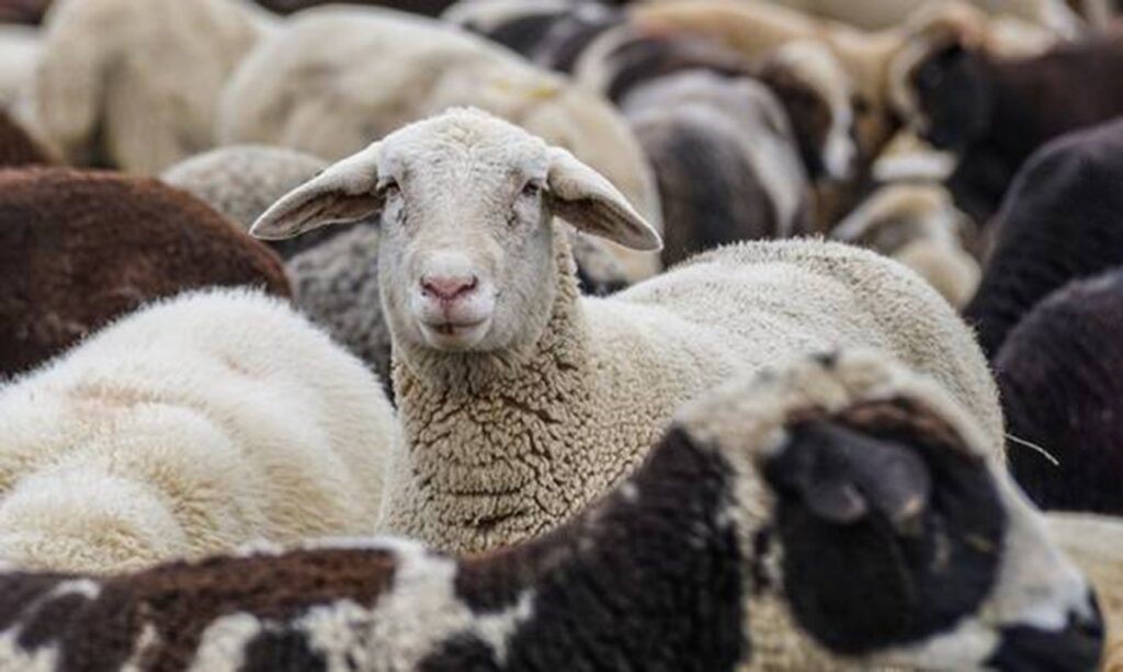 Θανατώθηκαν μέχρι τα Χριστούγεννα 463.329 αιγοπρόβατα 