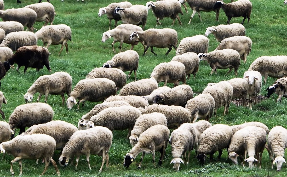 Ανάχωμα ΥΠΑΑΤ – ΕΛΑΣ στην εξάπλωση της ευλογιάς