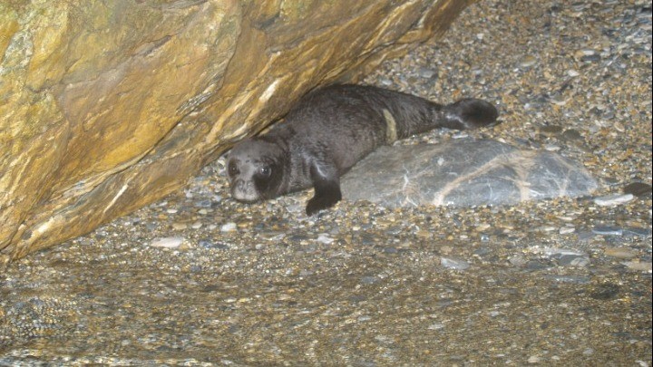 Ρεκόρ στις γεννήσεις μεσογειακής φώκιας 