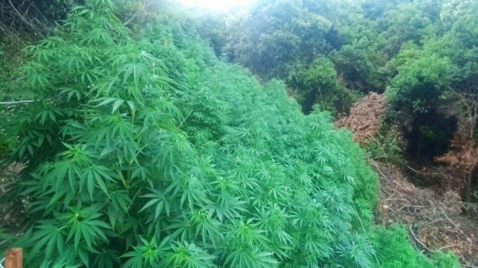 Εντοπίστηκε χασισοφυτεία με 3.000 δένδρα