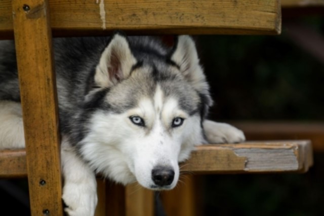 Αράχωβα: "Δεν προκύπτει ανθρώπινη κακοποίηση του σκύλου"