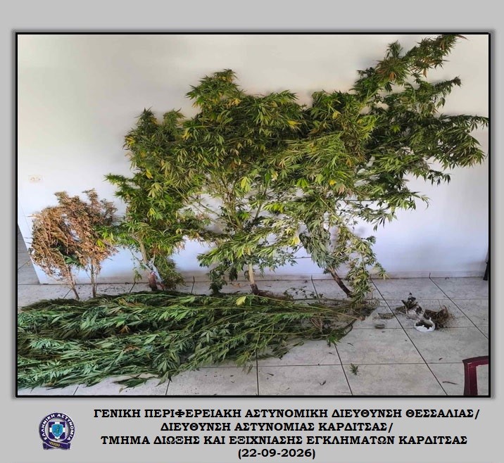 Καλλιεργούσε δενδρύλλια κάνναβης στην αυλή του σπιτιού 