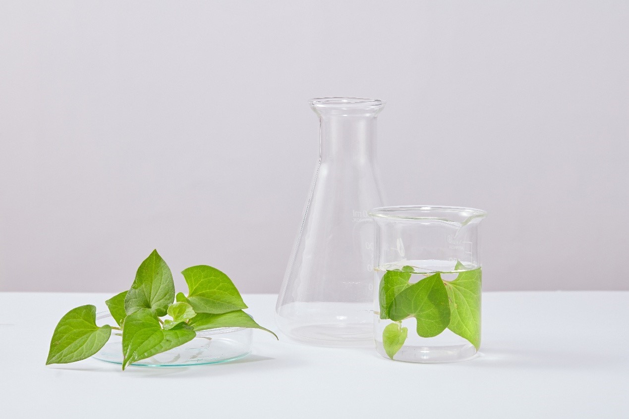 Heartleaf: Το συστατικό που κάνει τους άλλους να ρωτούν “Τι έχεις κάνει στο πρόσωπό σου;”