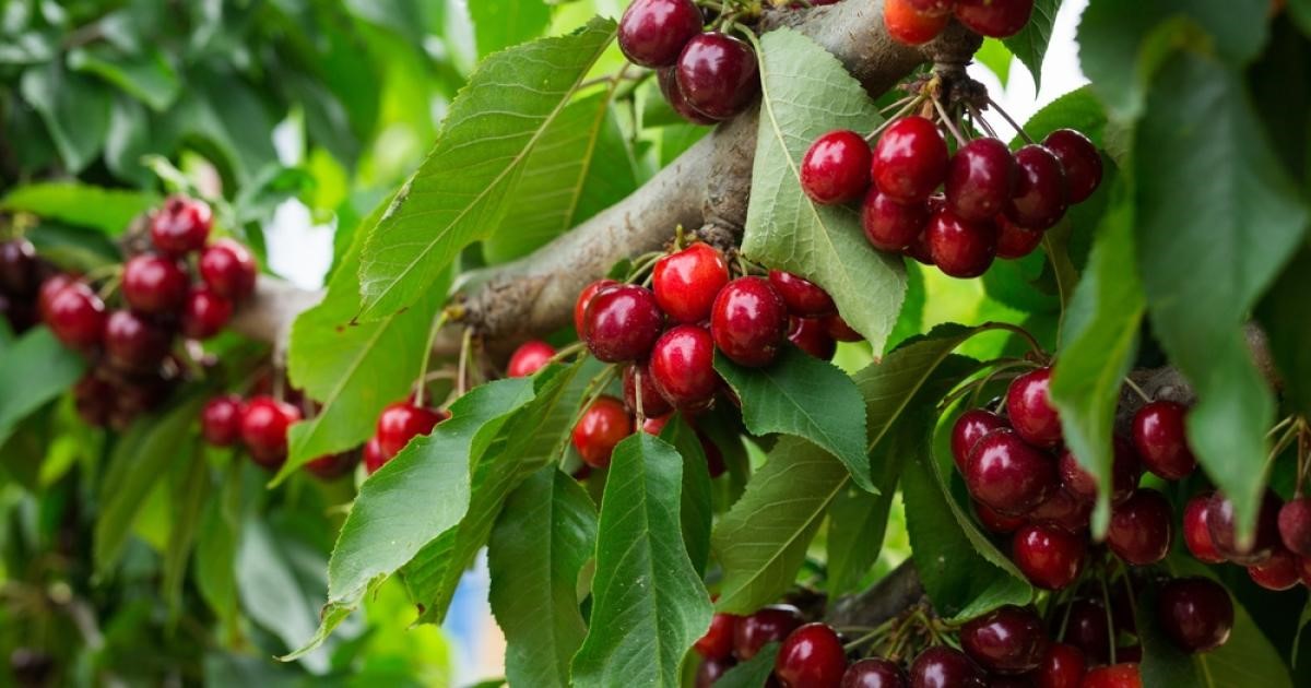 Ζημιές από χαλαζόπτωση σε καλλιέργειες κερασιού