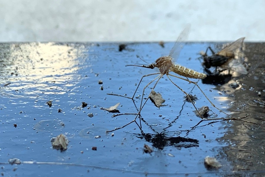 H Θεσσαλία στον ...πυρήνα του ιού του Δυτικού Νείλου