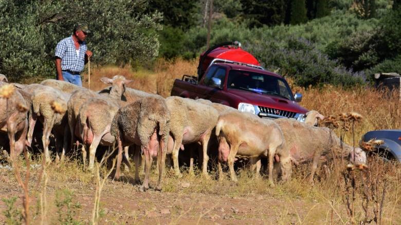 Ξεκρέμαστοι οι πληγέντες κτηνοτρόφοι