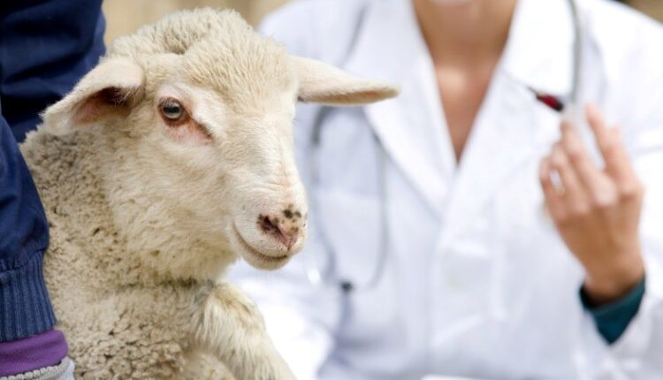 Mέχρι 14 Μαρτίου οι αιτήσεις για 11 προσλήψεις κτηνιάτρων