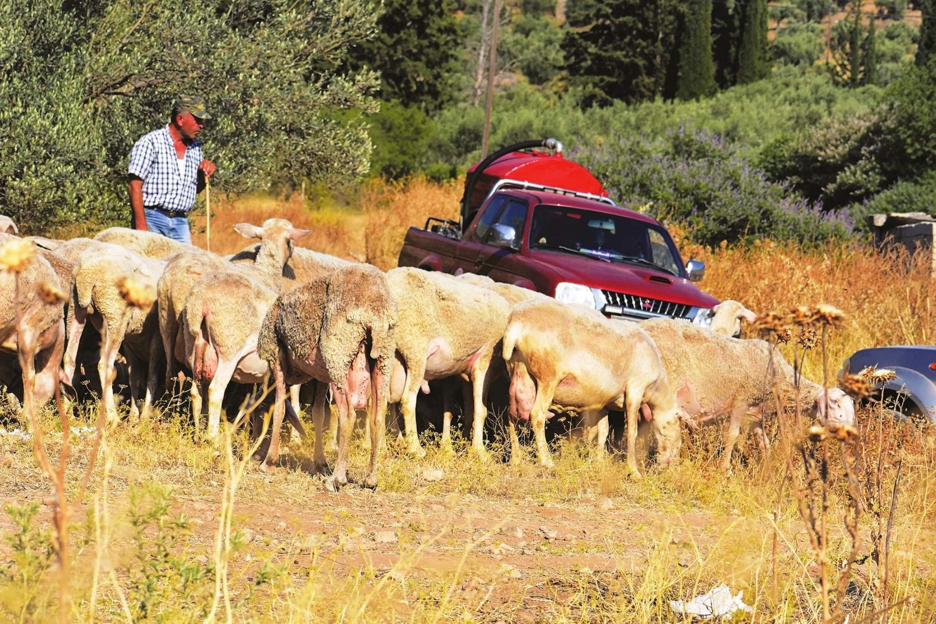 Έκοψαν το νερό σε κτηνοτρόφους