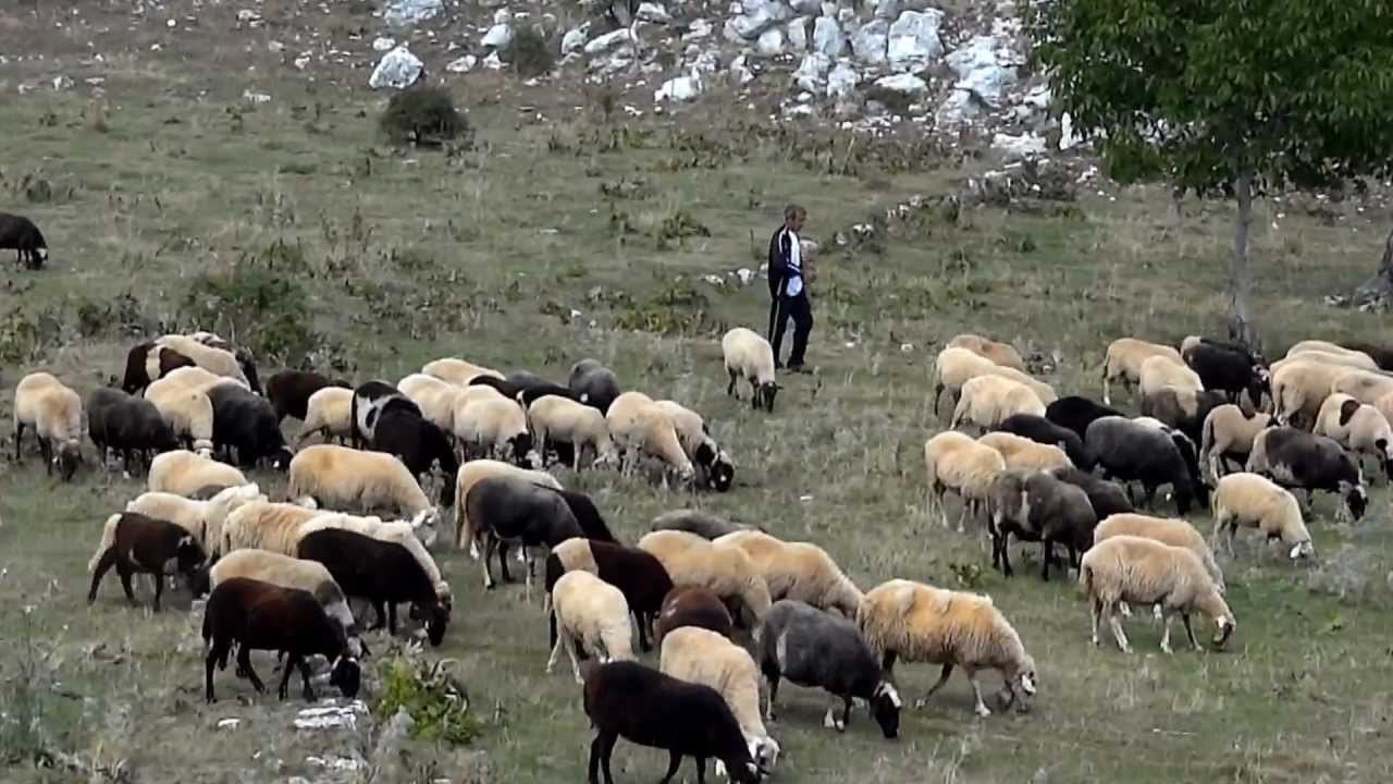 “Η κτηνοτροφία δεν χρειάζεται άλλες υποσχέσεις”