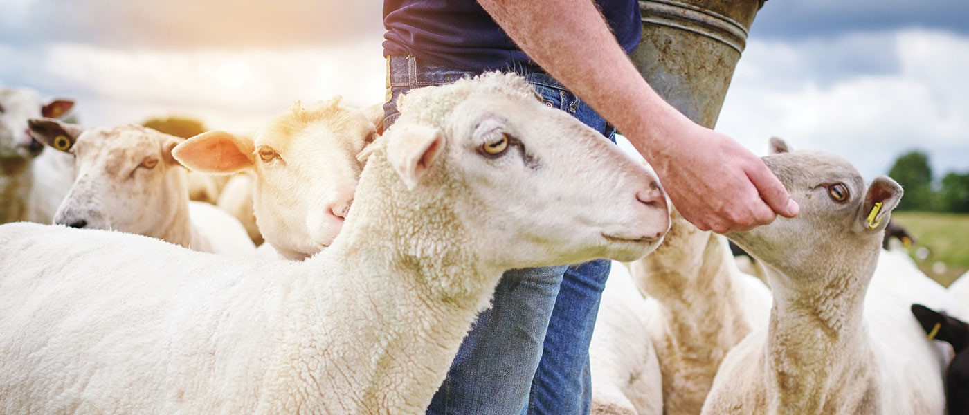 Μεγάλη συμμετοχή νέων στις εκλογές κτηνοτρόφων