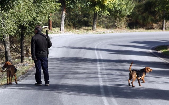 Μειώθηκαν τα αγριογούρουνα, αυξήθηκαν …οι λύκοι!