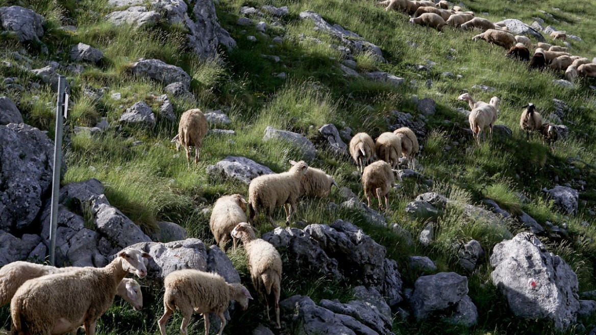 Επικίνδυνος για τη δημόσια υγεία ο εμβολιασμός αιγοπροβάτων