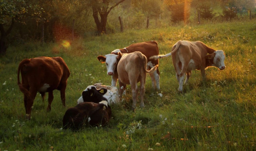 Άμεσα και αυστηρά μέτρα ζητούν οι κτηνοτρόφοι της Θεσσαλίας