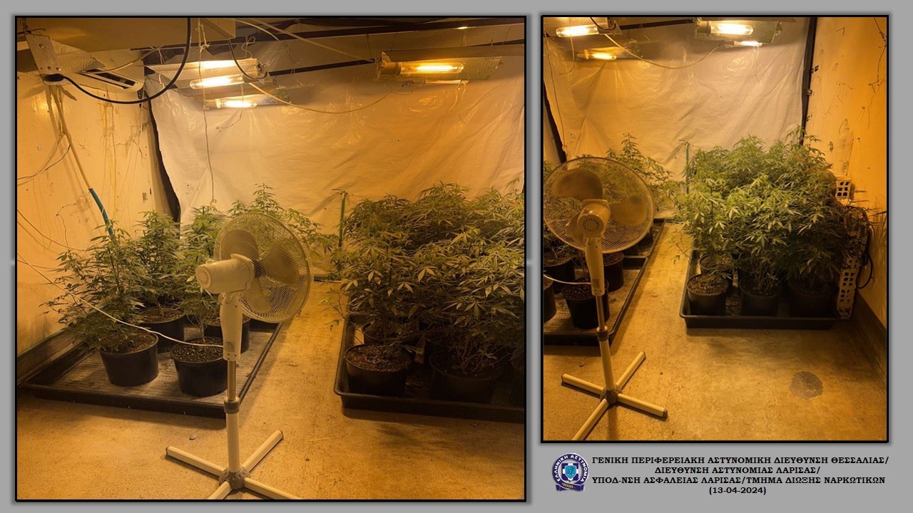 Προφυλακίστηκε για την υδροπονική καλλιέργεια κάνναβης