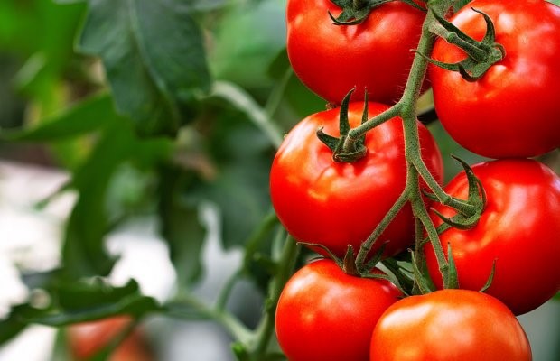 Στροφή σε κηπευτικά και δενδρώδεις λένε οι Ολλανδοί