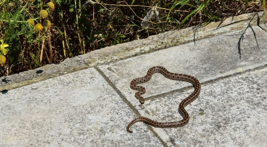 Νόμιζε ότι κόπηκε από εργαλείο αλλά τον είχε δαγκώσει οχιά