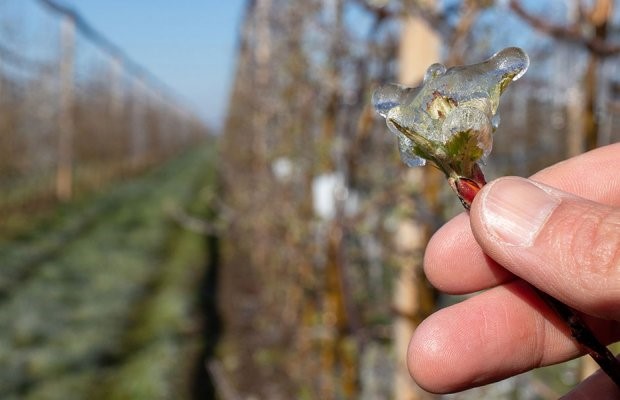 Παράπονα των αμυγδαλοπαραγωγών για τις αποζημιώσεις