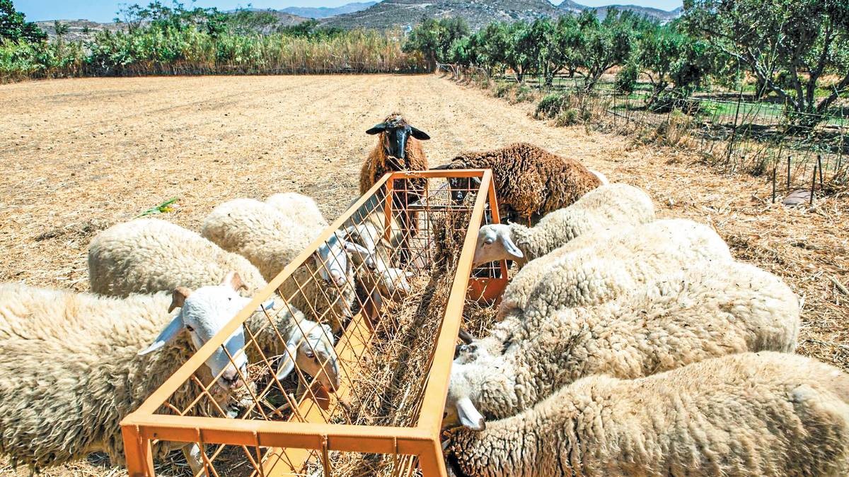 Mέχρι τέλος Νοεμβρίου οι αποζημιώσεις για την πανώλη