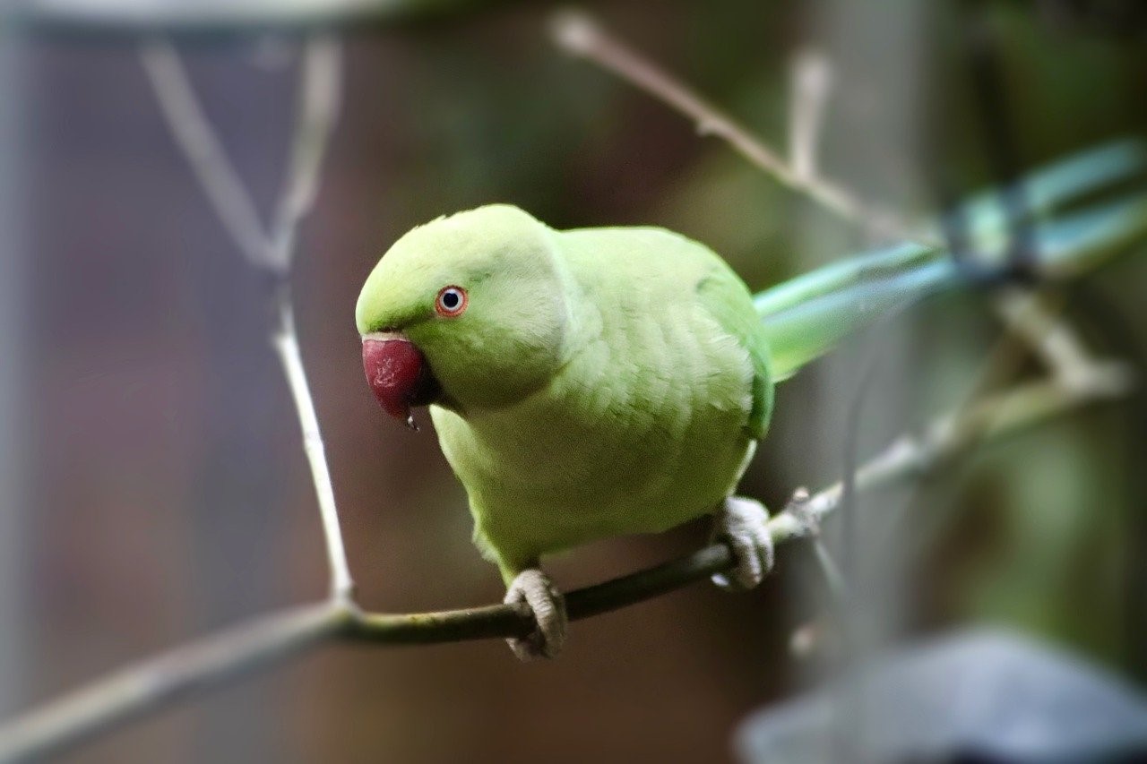 Το Αισθητικό Άλσος γέμισε με πράσινους παπαγάλους