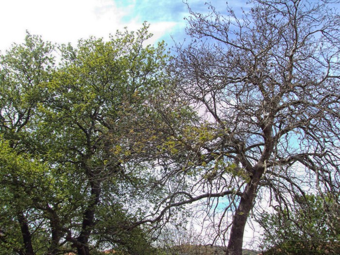 Το μεταχρωματικό έλκος απειλεί τα πλατάνια