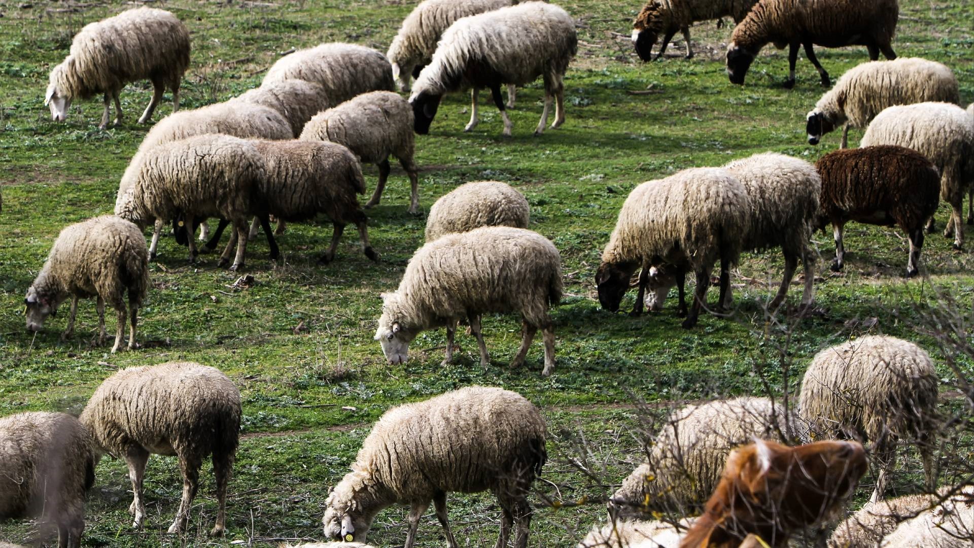 Θετικό στην ευλογιά το δείγμα από τα νεκρά ζώα 